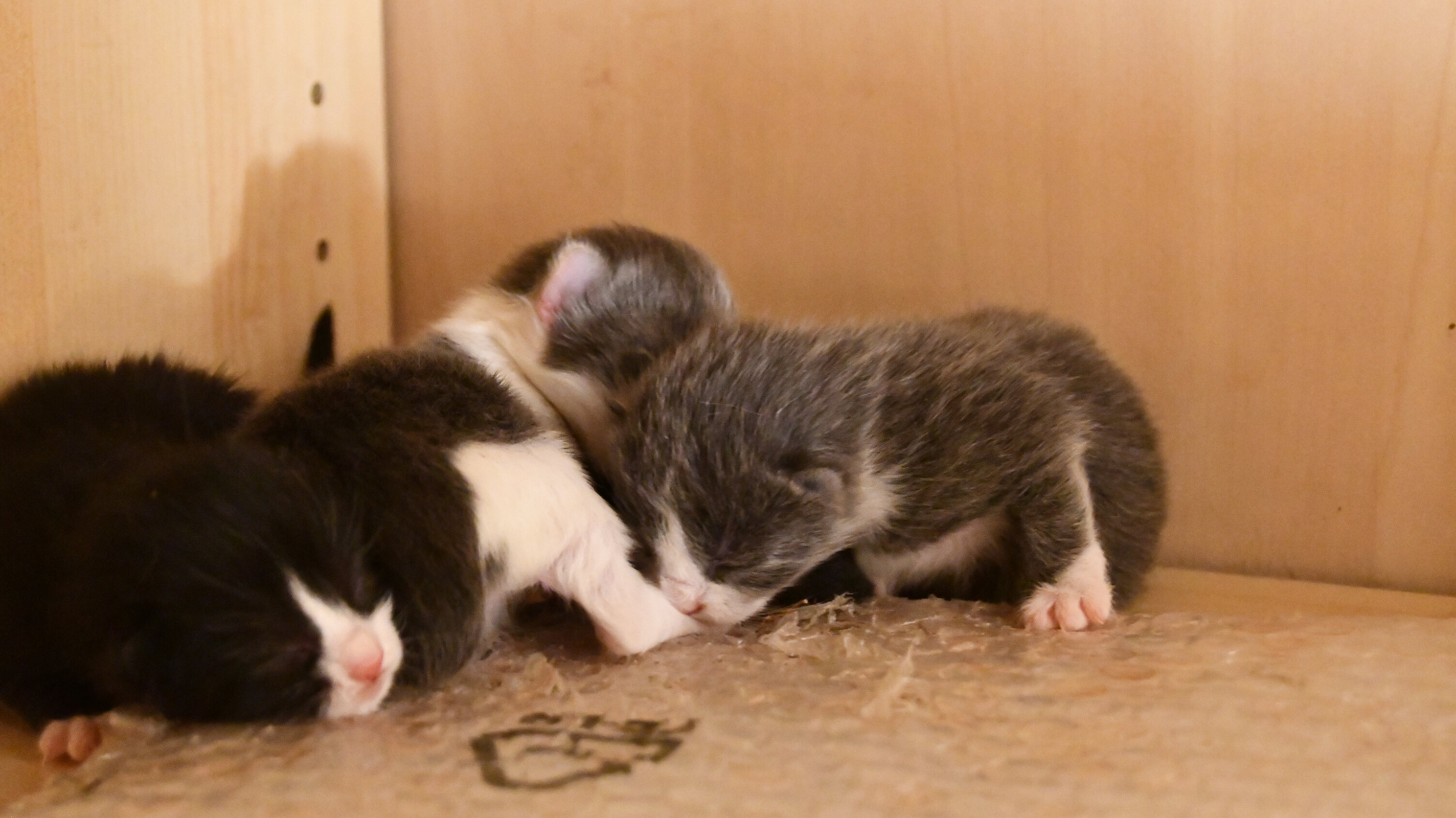 Week 3 - Photo 10