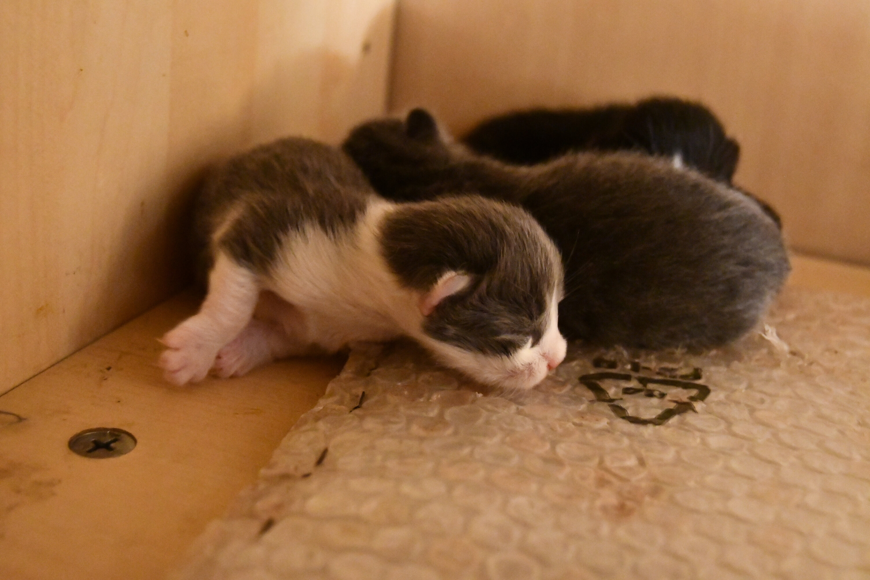 Week 3 - Photo 2