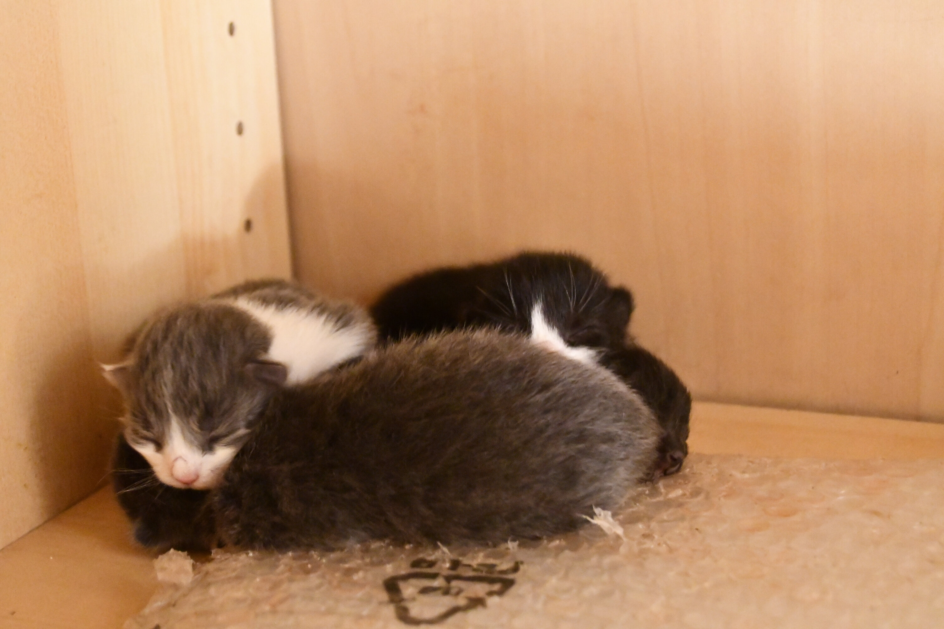 Week 3 - Photo 3