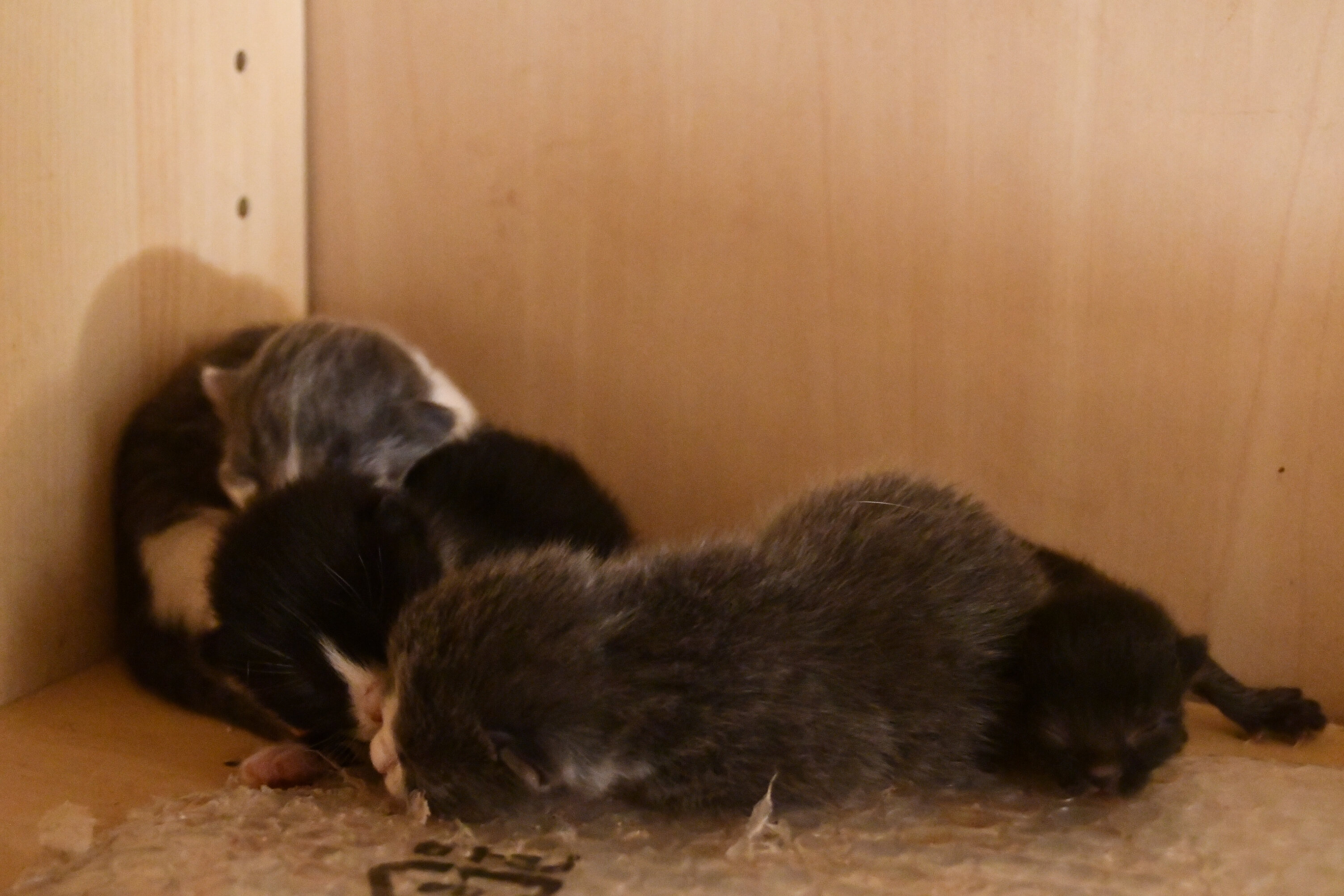 Week 3 - Photo 7