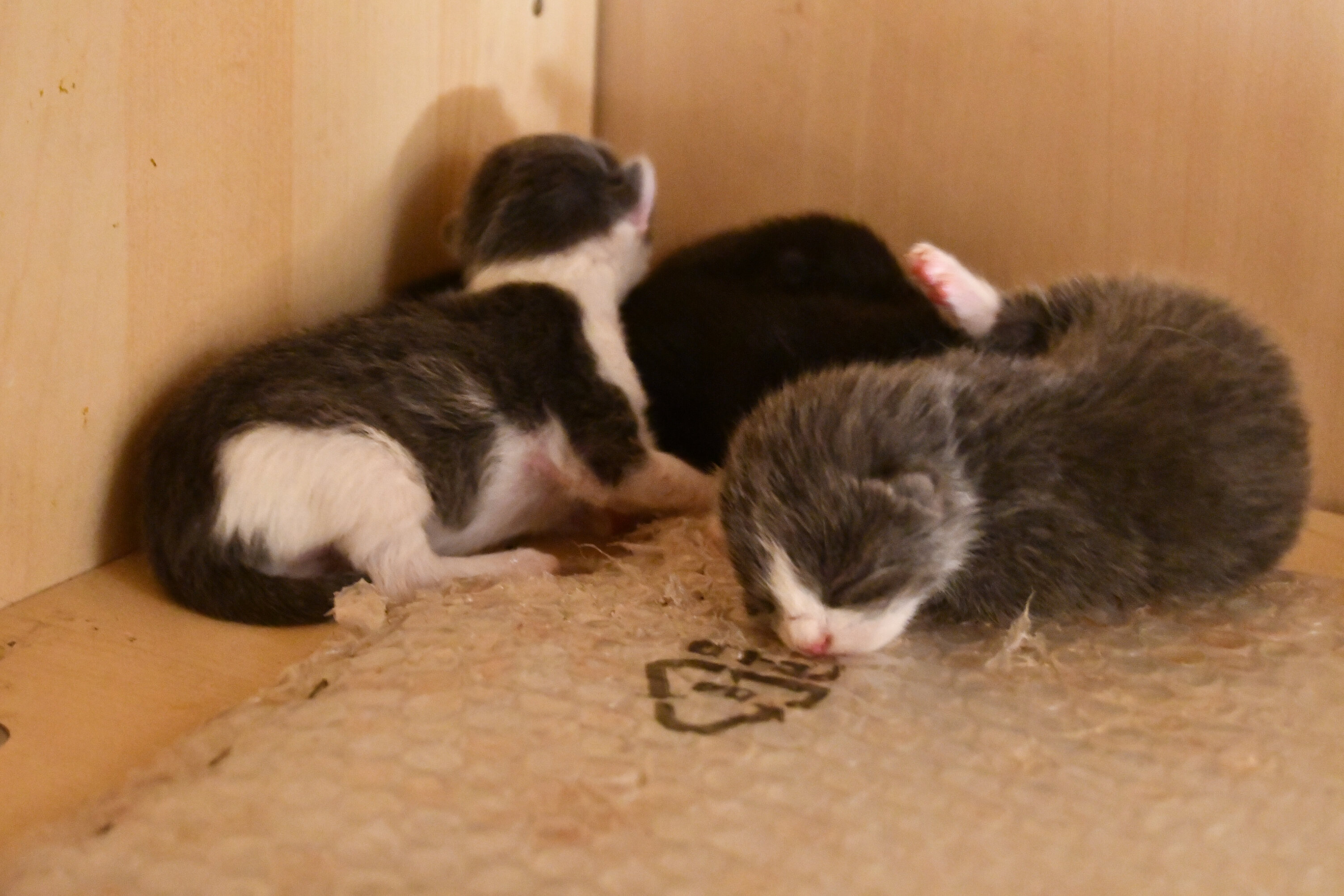 Week 3 - Photo 8
