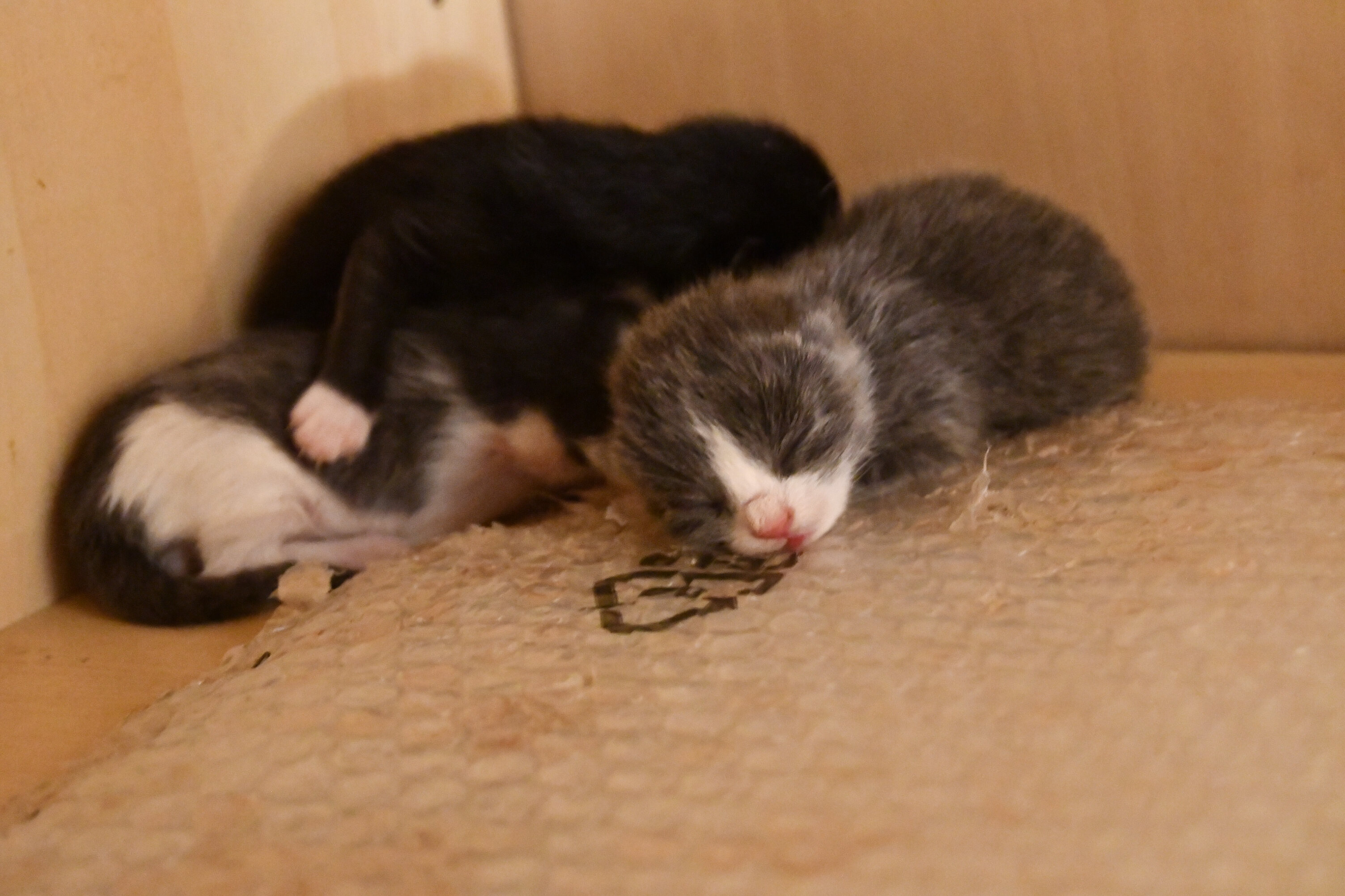 Week 3 - Photo 9
