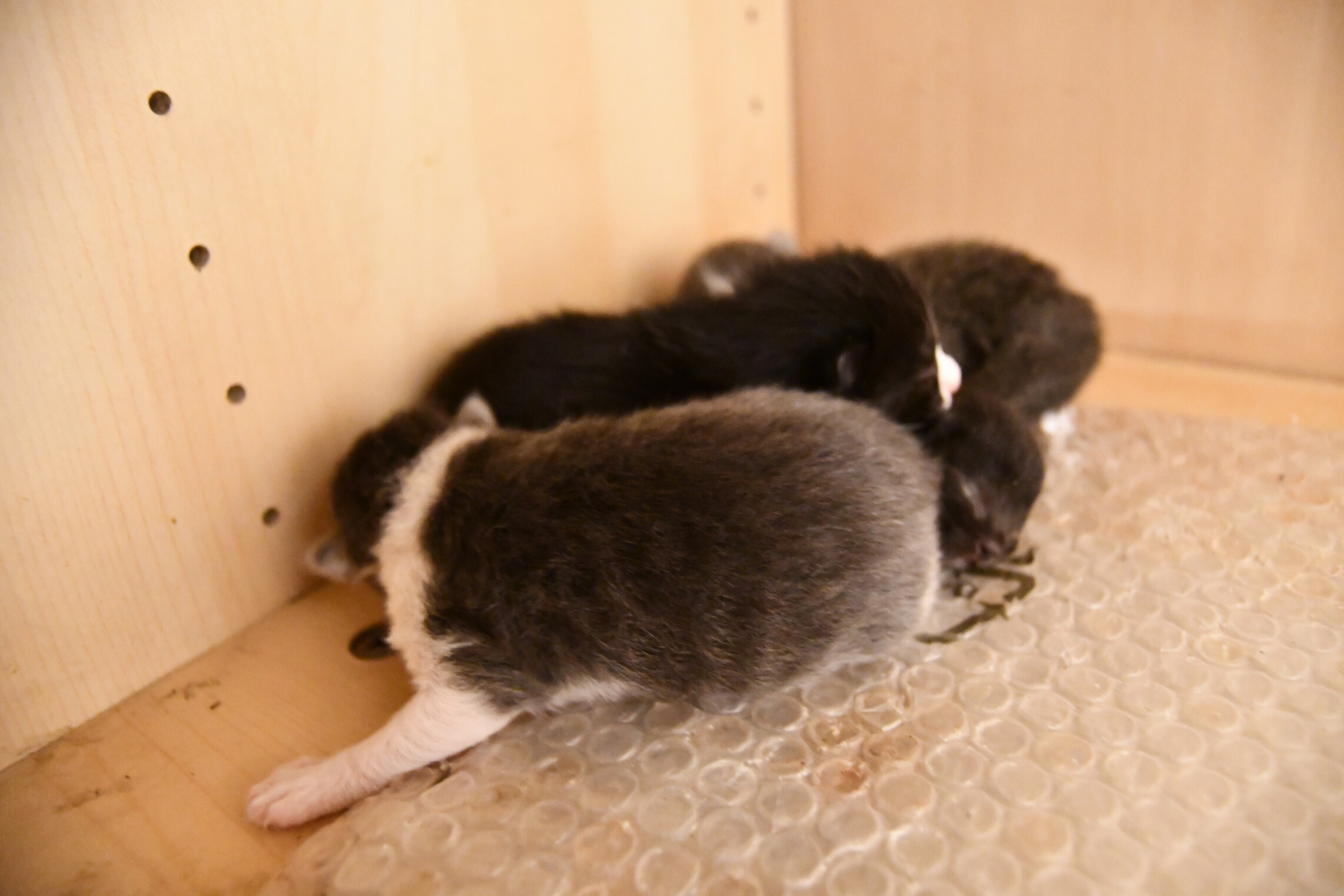 Week 4 - Photo 6