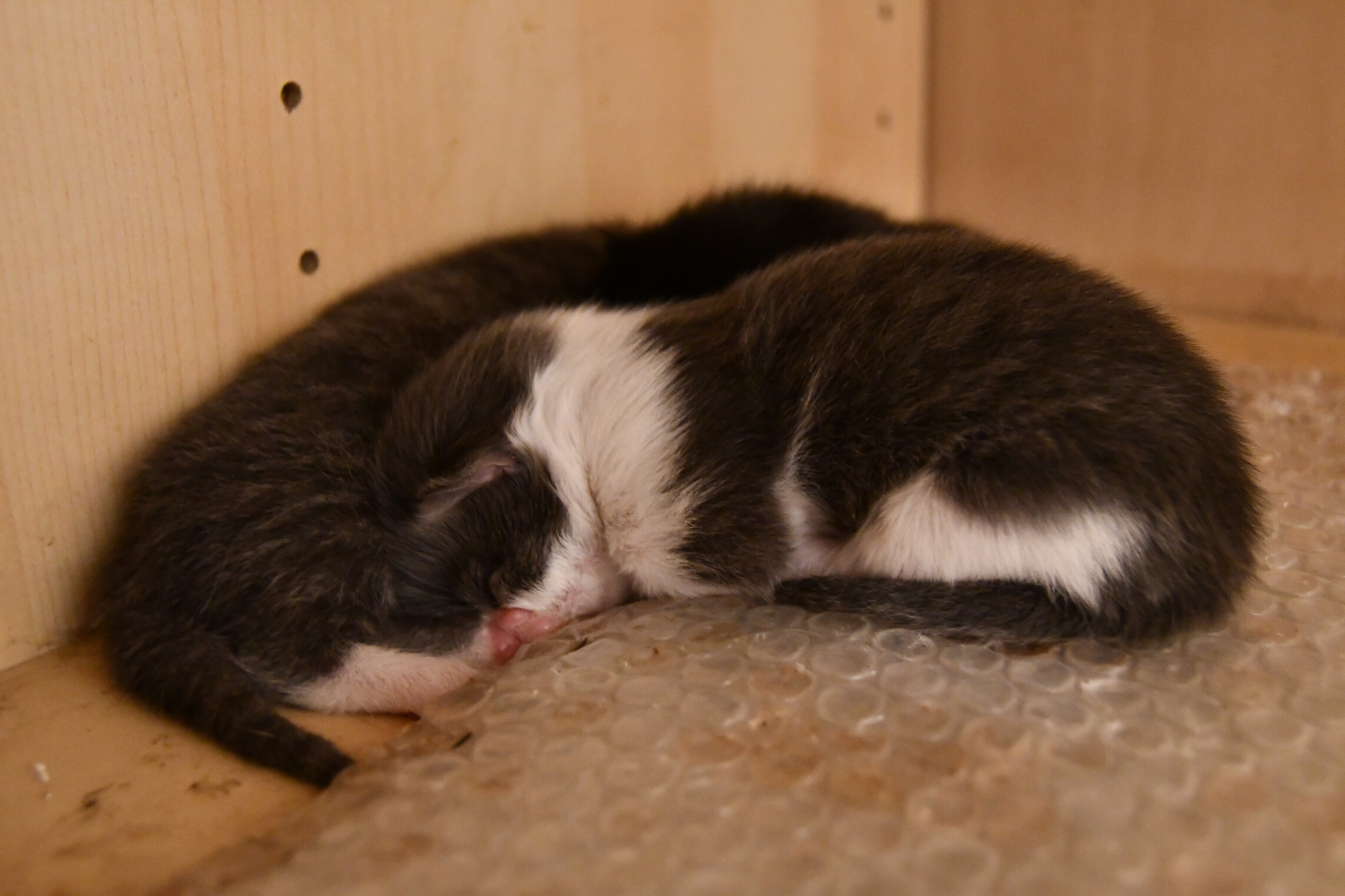 Week 5 - Photo 6