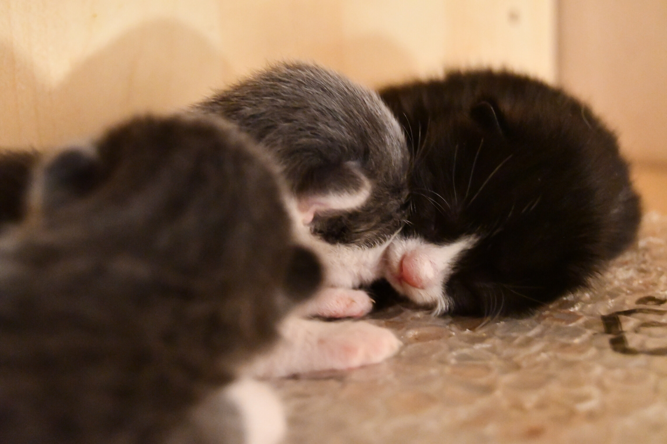 Week 5 - Photo 9